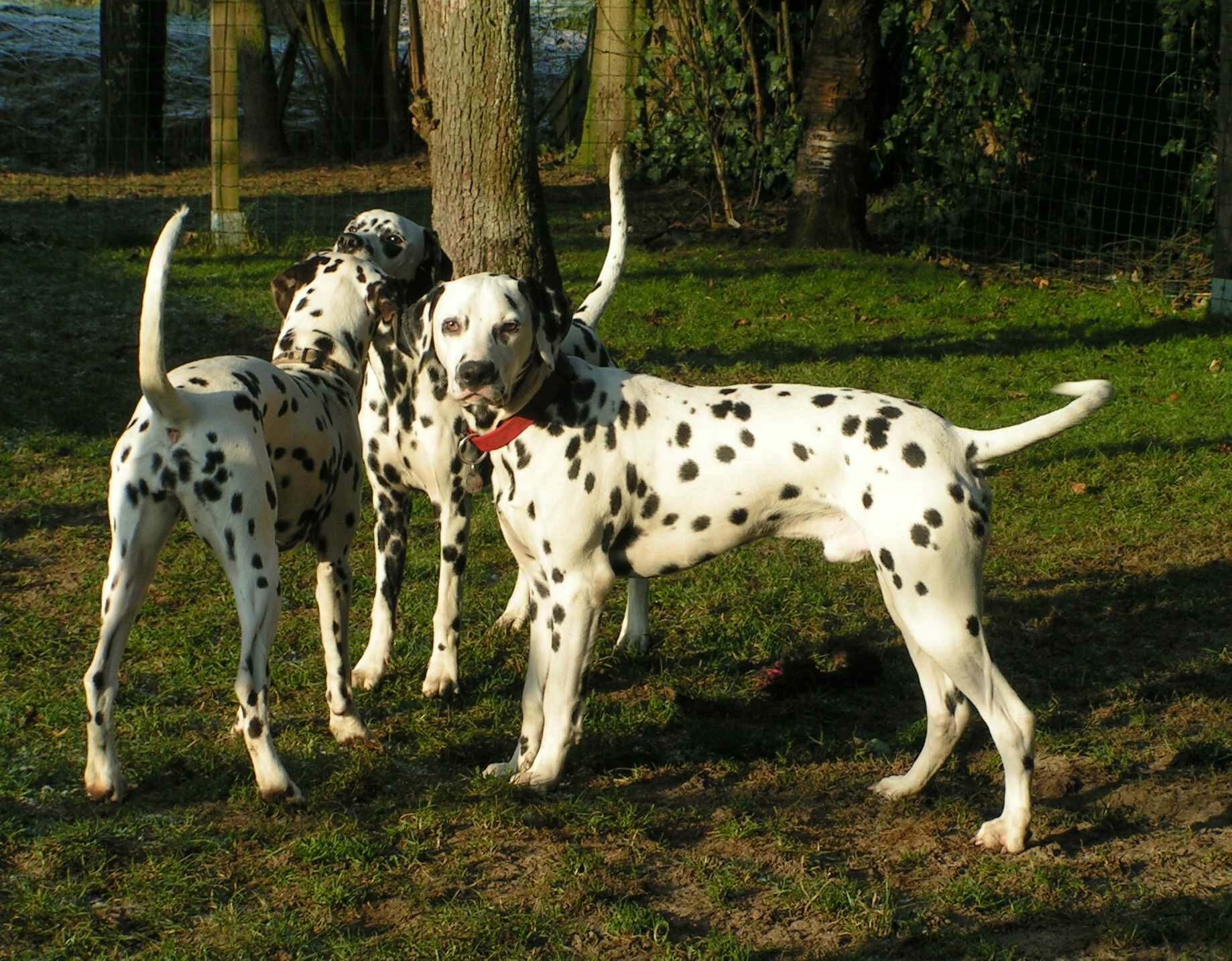 Duke^_31_12_08.jpg (362110 Byte)